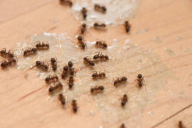 Best Affordable Pest Control Services  in Riverside, MD